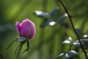 出水芙蓉是指什么意思(出水芙蓉形容女人什么意思)